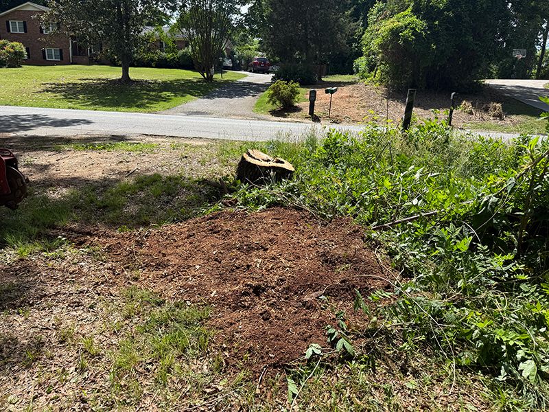 The same strip after grinding, with the oak stump replaced by a patch of fresh wood chips